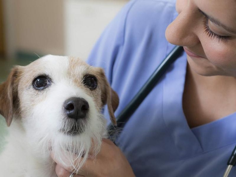 The Management of Infectious Diseases in Veterinary Hospitals
